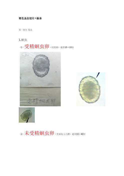 医学寄生虫学 寄生虫全切片+标本