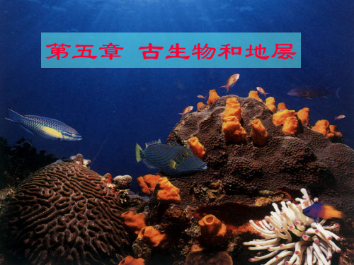 第五章 古生物和地层