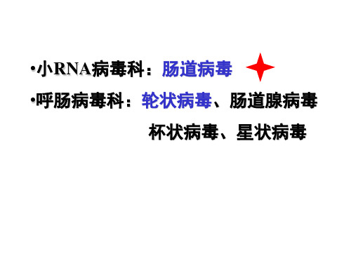 小RNA病毒科-肠道病毒