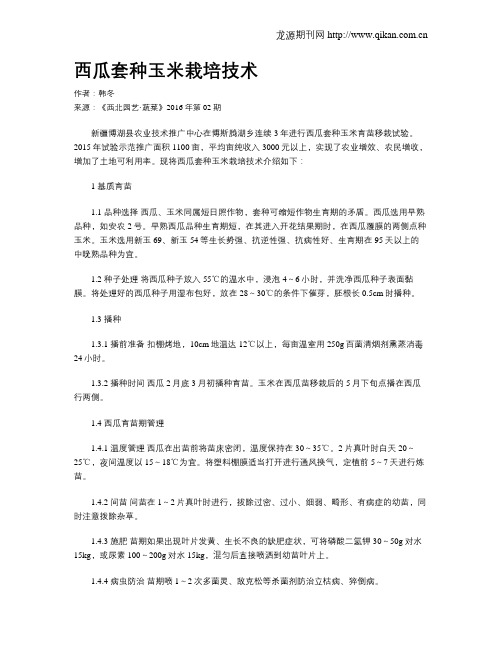 西瓜套种玉米栽培技术