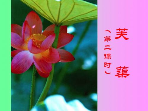 八年级语文下册第五单元《芙蕖》课件(第二课时)
