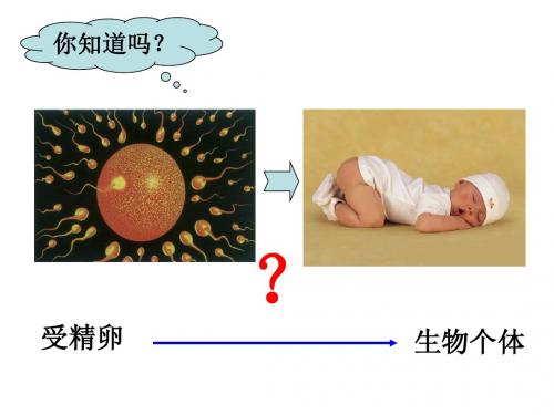 2.3生物体的结构层次 第一课时