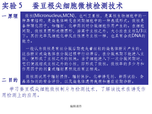 实验5蚕豆根尖细胞微核检测技术