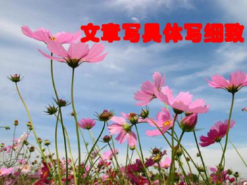 初中作文指导：文章写具体写细致PPT优秀课件