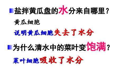 北师大版七年级生物上册 3.5.3 吸收作用 课件(共26张PPT) (1)