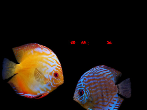 一年级上册美术课件—第20课 美丽的植物和动物：鱼 ▏人教版(2014秋) (共15张PPT)