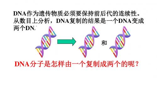 《DNA的复制》课件 (共19张PPT)