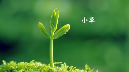 二年级语文下册课件-2 找春天1-部编版(共15张PPT)