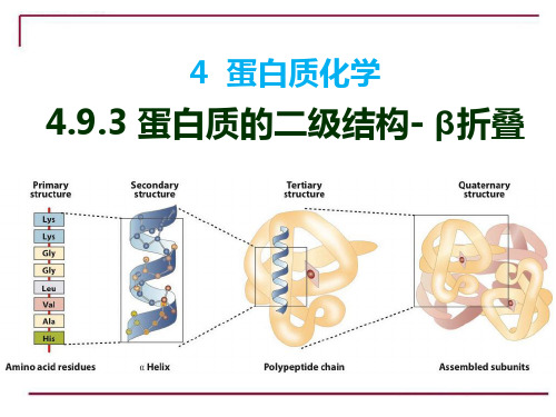生物化学3.4.10 4.9.3 蛋白质的二级结构- β折叠