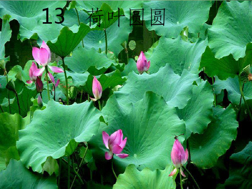 《13荷叶圆圆》第二课时ppt课件