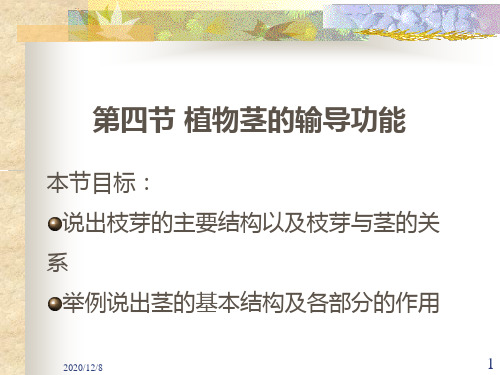 植物茎的输导功能精品PPT教学课件