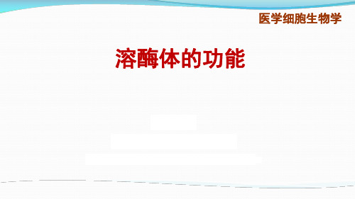 4.8溶酶体的功能