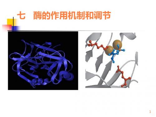 酶作用机制ppt课件