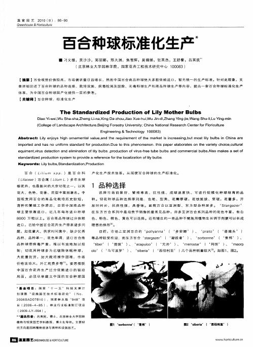 百合种球标准化生产