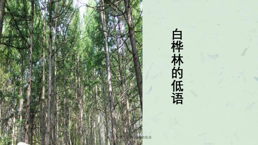 北师大版第十一册白桦林的低语课件