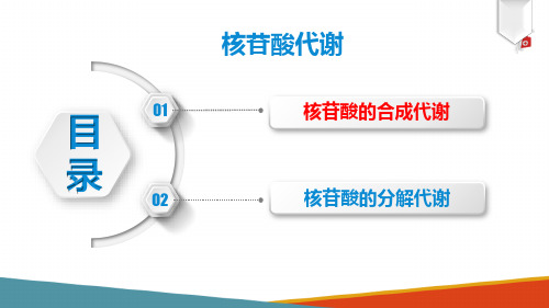 核苷酸代谢(生物化学课件)