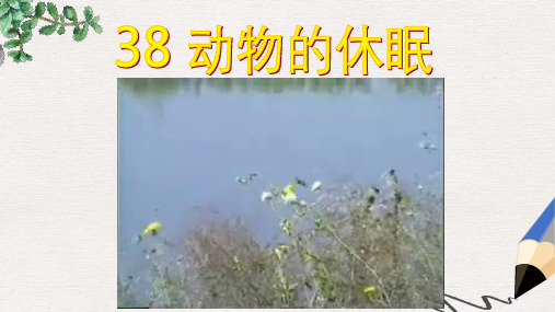 【推荐】最新版三年级语文上册《动物的休眠》课件4