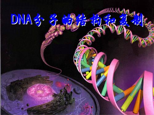 人教版教学课件DNA结构和复制