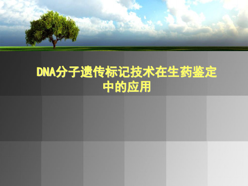 分子遗传标记