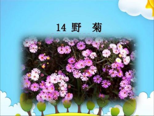 六年级上册语文课件-14野菊｜教科版