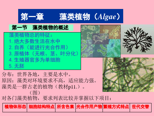 【精品课件】植物系统分类学-藻