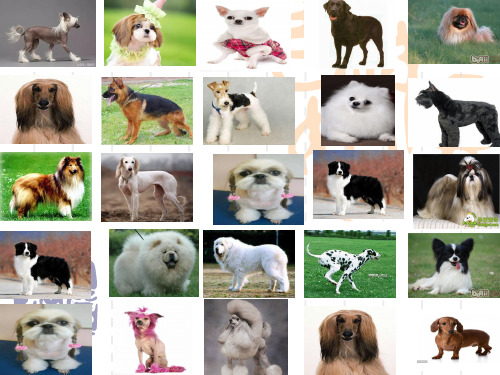 小型犬的品种识别和介绍