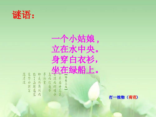 新人教版(部编)三年级语文下册《一单元  3 荷花》导读课_13