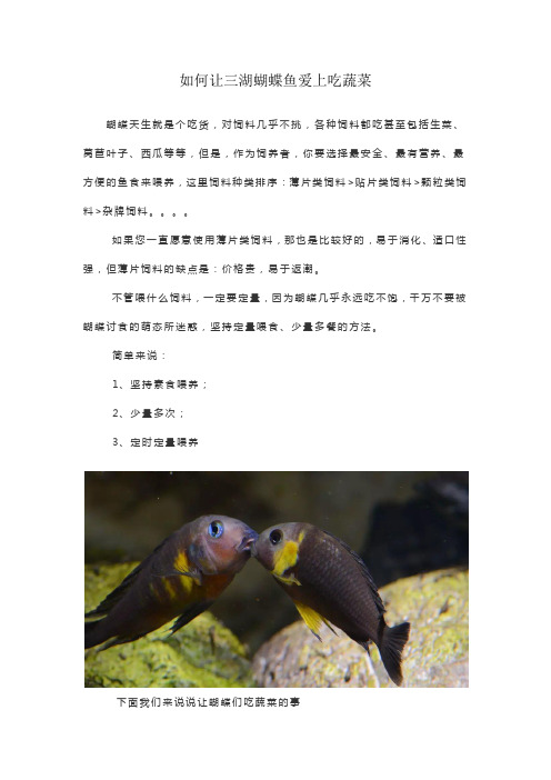 如何让三湖蝴蝶鱼爱上吃蔬菜