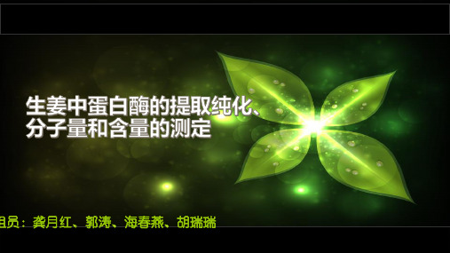 生姜中蛋白酶的提取、分子量和含量的测定
