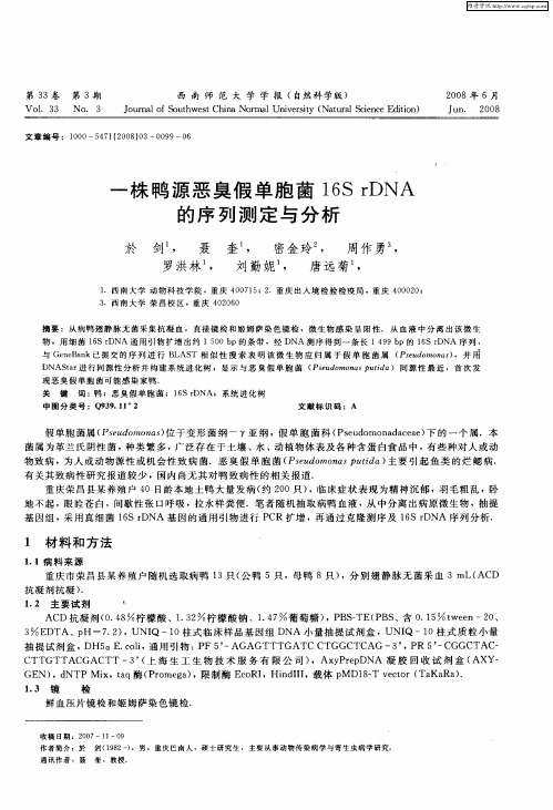 一株鸭源恶臭假单胞菌16S rDNA的序列测定与分析