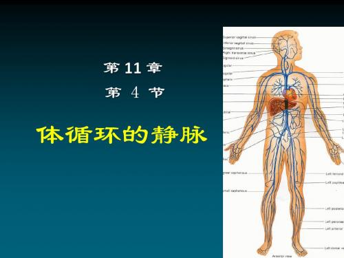 体循环的静脉