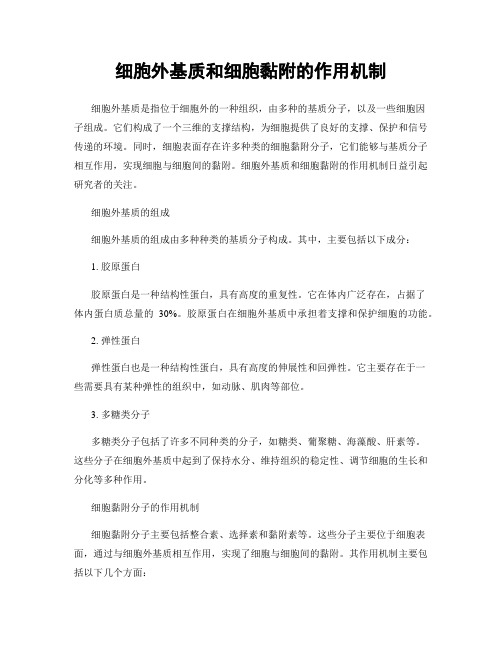 细胞外基质和细胞黏附的作用机制