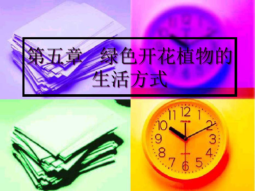 光合作用柳苗生长之谜精品PPT课件