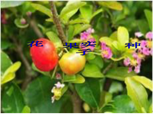 教科版小学科学四年级下册《花果实种子》精品PPT课件