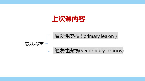 2.3皮肤组织病理学(1)