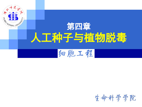人工种子与植物脱毒