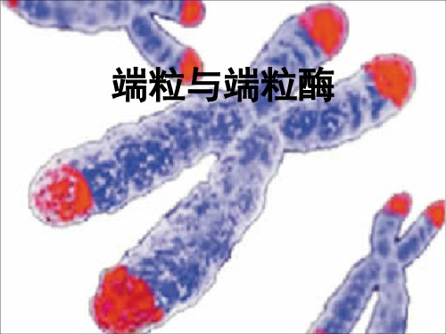 端粒和端粒酶.ppt