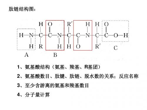 高中生物实验复习(会考)