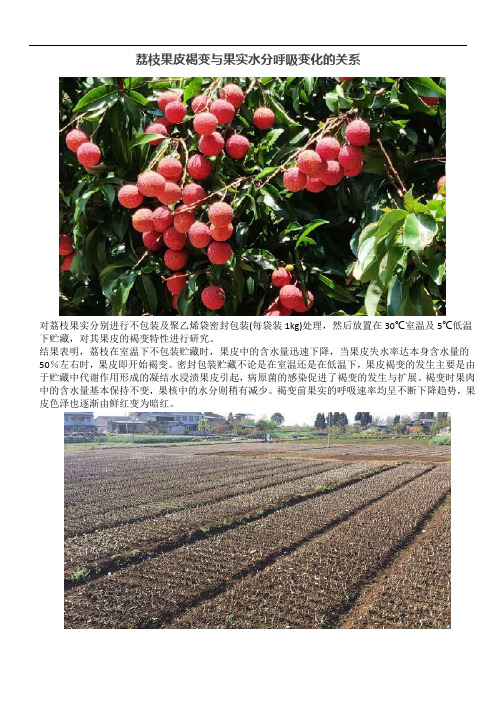 荔枝果皮褐变与果实水分呼吸变化的关系