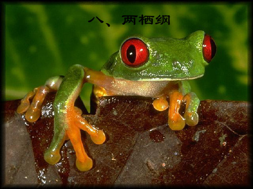高中生物 普通动物学(三)两栖纲课件 精品