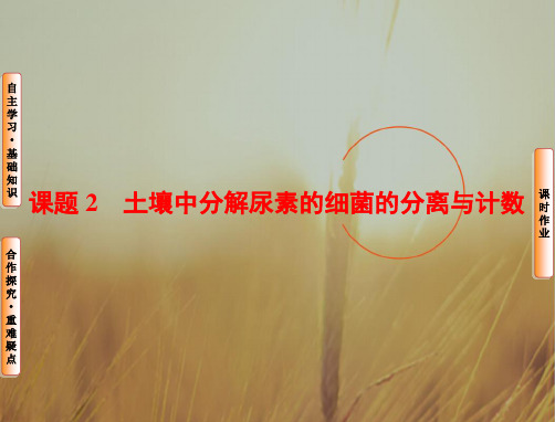 新新学案2018届高三一轮总复习高中生物选修1课件：专题2 微生物的培养与应用 专题2-课题2