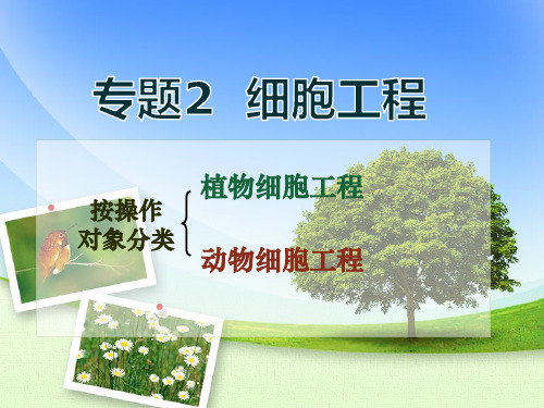 外植体的分化程度越低越容易诱导愈伤组织