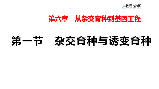 人教版高中生物必修2 6.1 杂交育种与诱变育种 课件(1)