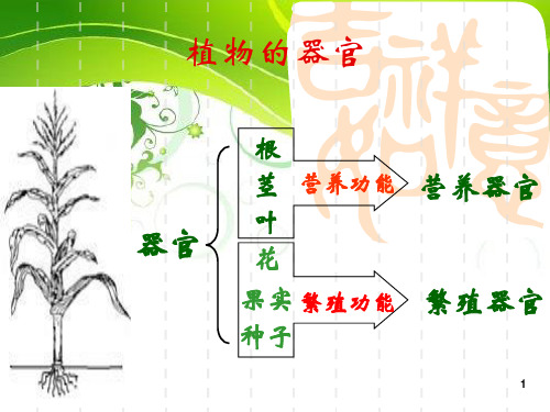 根的形态结构和功能