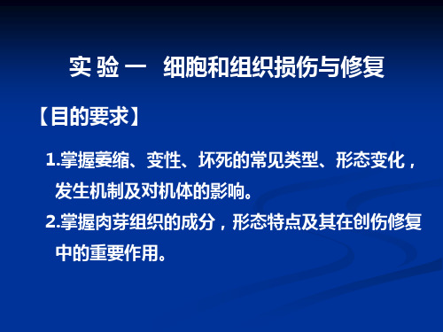 实验一  损伤与修复
