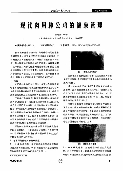 现代肉用种公鸡的健康管理