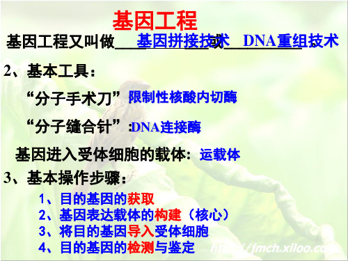高中生物选修3专题复习