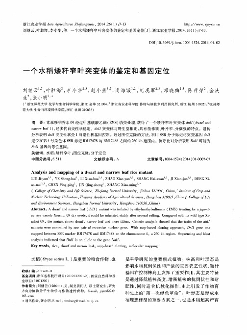 一个水稻矮秆窄叶突变体的鉴定和基因定位