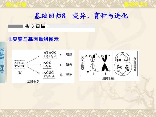 2013年高考生物(苏教版)二轮复习课件：4-8 变异、育种与进化