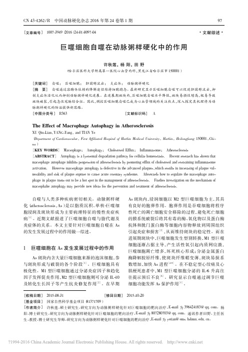 巨噬细胞自噬在动脉粥样硬化中的作用_许秋莲